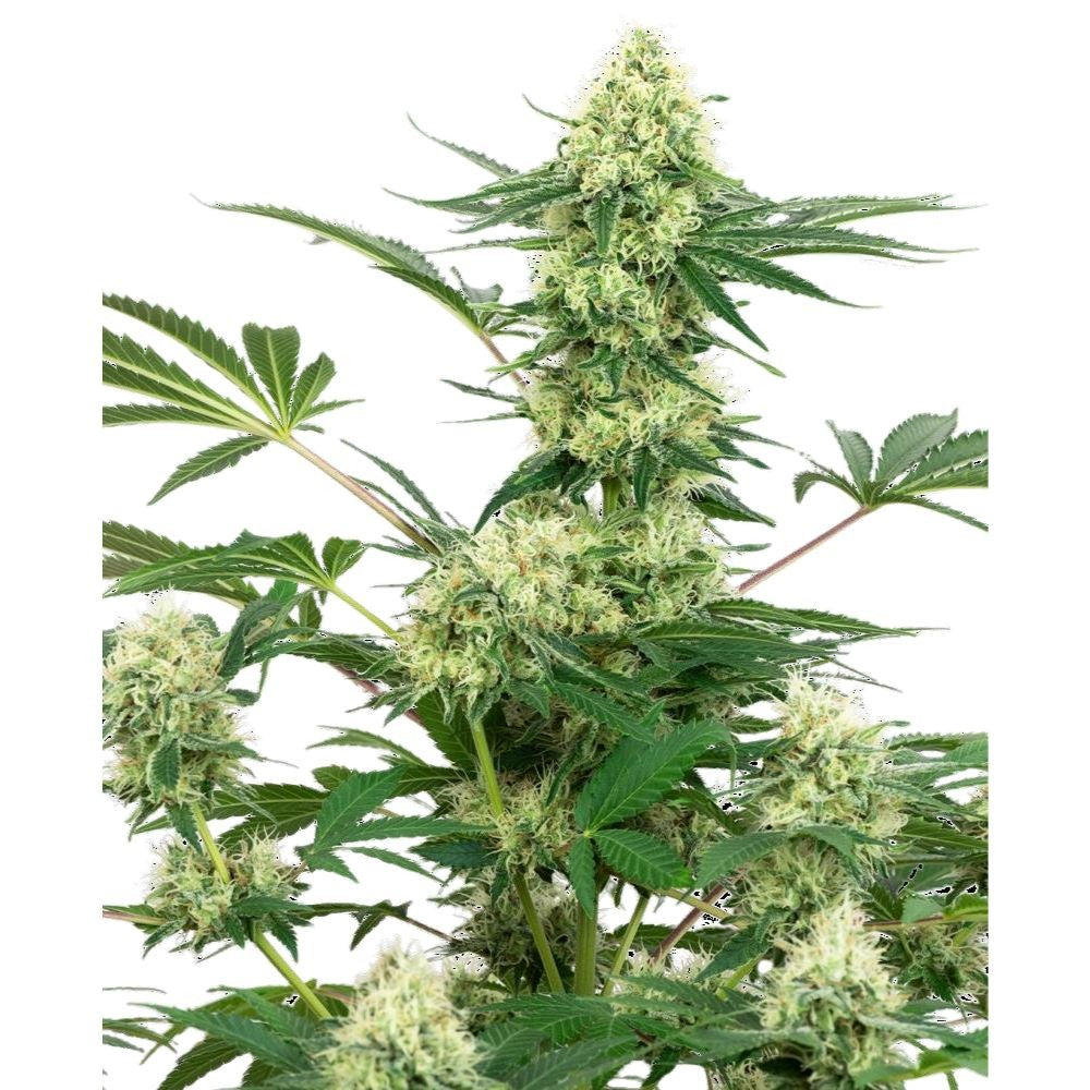 Sensi Seeds - Wedding Cheesecake Feminized Seeds - 3 Samen