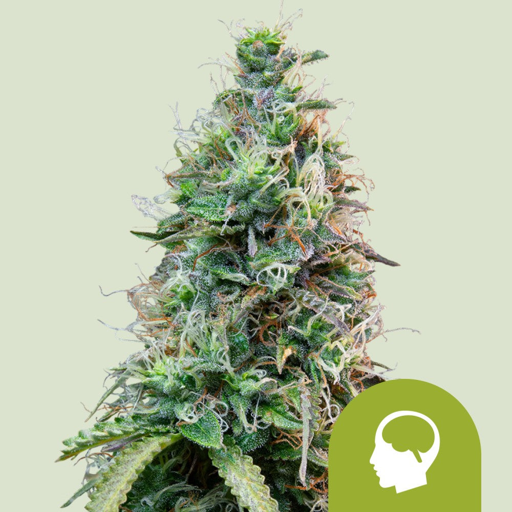 Royal Queen Seeds Samen Amnesia Haze Auto (3 Samen)