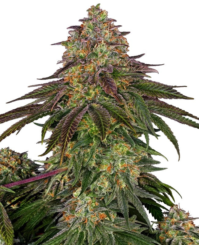 Sensi Seeds - Sweet Cherry Kush feminisiert - 3 Samen