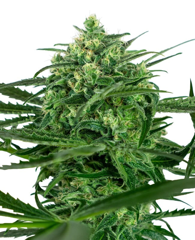 Sensi Seeds - Sensi Amnesia feminisiert - 3 Samen