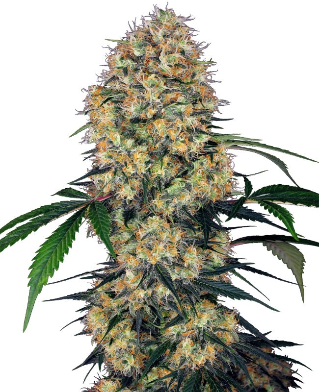 Sensi Seeds - Sensi Amnesia XXL Automatic - 3 Samen