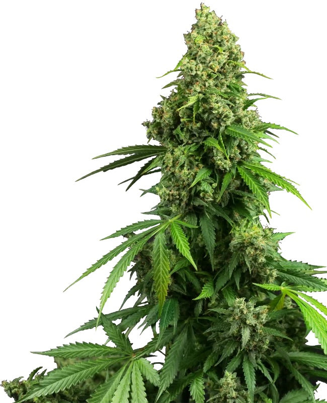 Sensi Seeds - Honey Melon Kush Automatic - 10 Samen