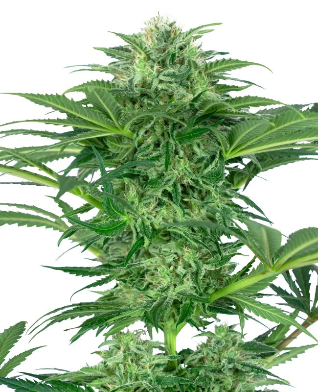 Sensi Seeds - Skunk Dream CBD feminisiert - 3 Samen
