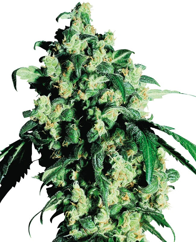 Sensi Seeds - Super Skunk feminisiert - 3 Samen