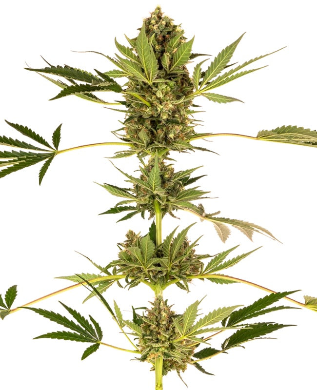 Sensi Seeds - Himalayan CBD feminisiert - 3 Samen