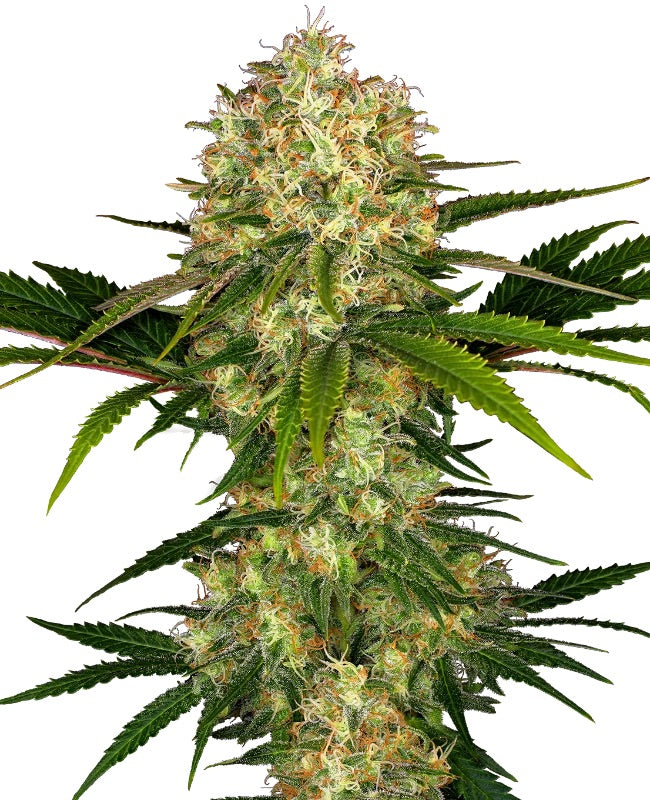 Sensi Seeds - Afghani 