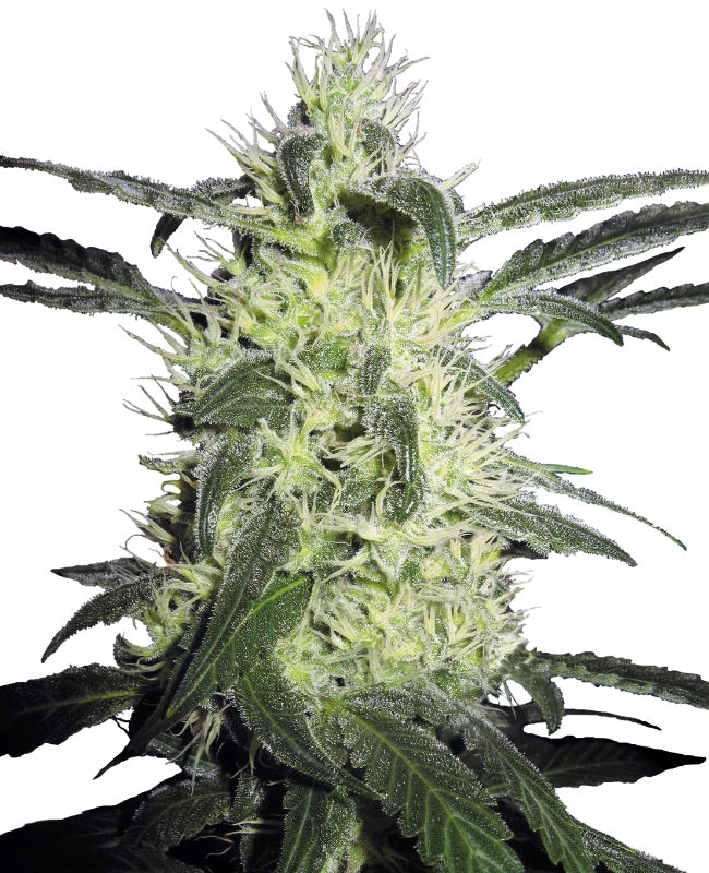 Sensi Seeds - Silver Haze feminisiert - 3 Samen