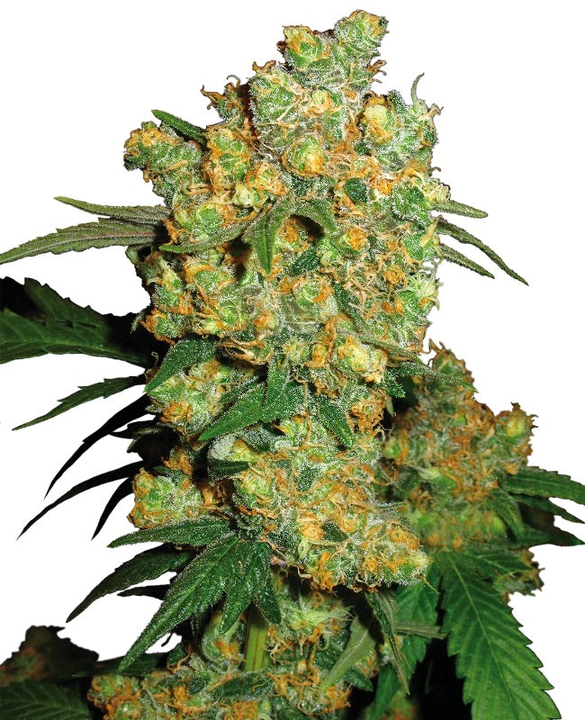 Sensi Seeds - Big Bud Regular - 10 Samen