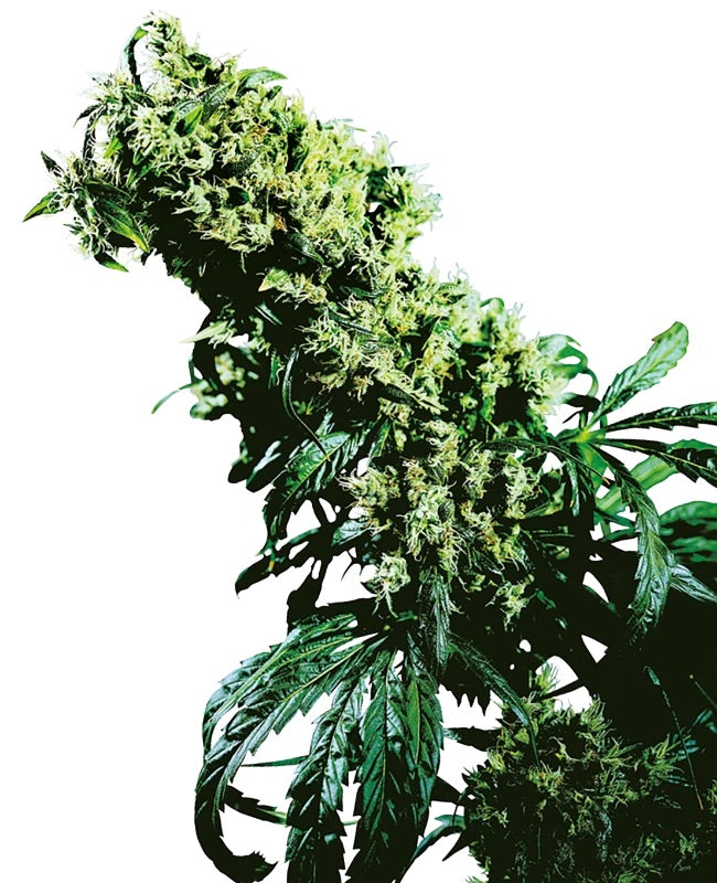 Sensi Seeds - Northern Lights 
