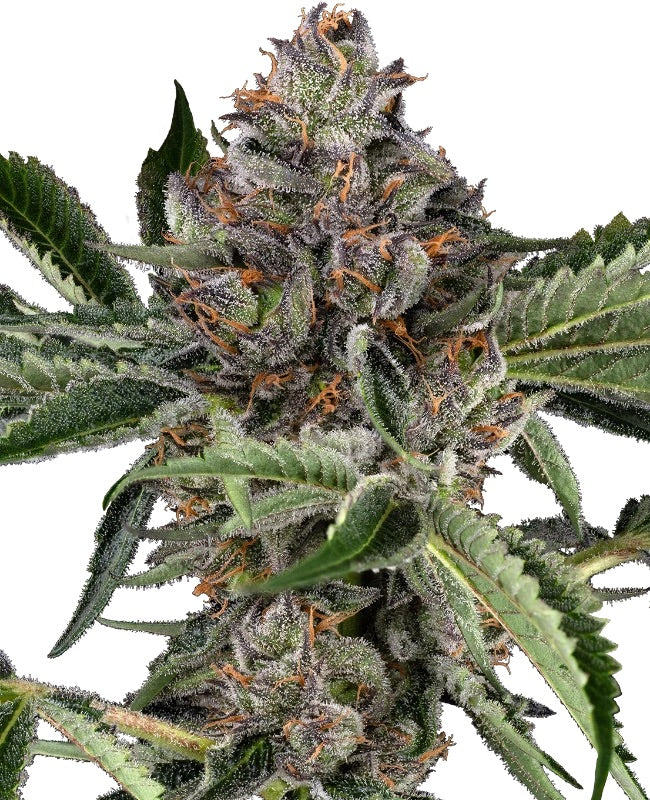Sensi Seeds - Papaya Jealousy feminisiert - 3 Samen