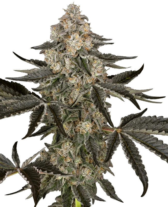 Sensi Seeds - Sauvignon Blanc Automatic - 5 Samen