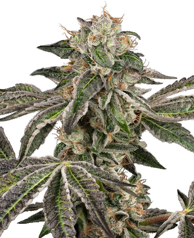 Sensi Seeds - Runtz Automatic - 3 Samen