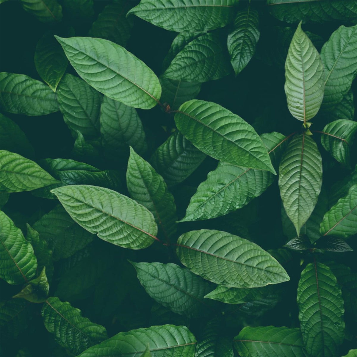 Kratom 3000 Vorratspack 4 x 100 g