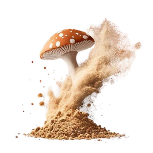 Fliegenpilz Pulver