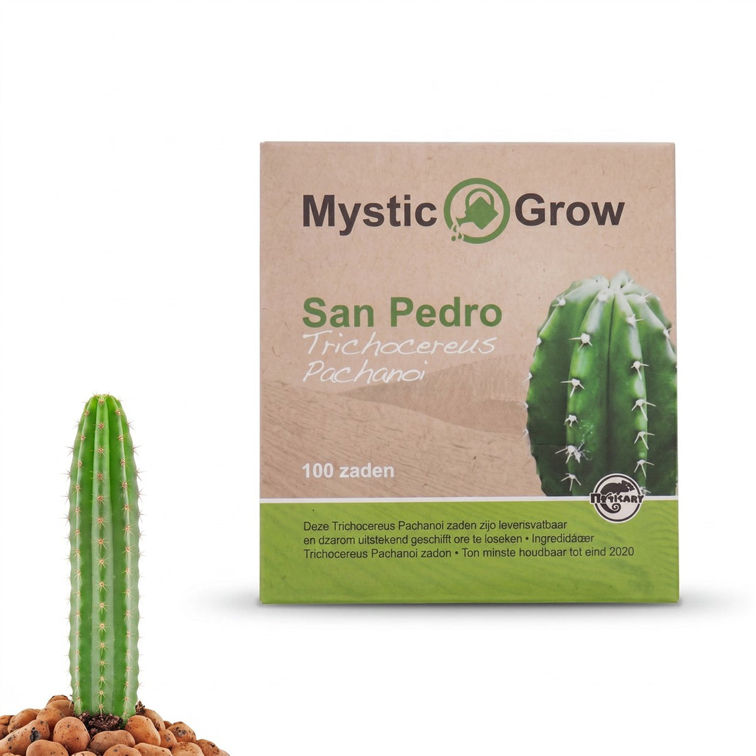 San Pedro-Samen (Trichocereus Pachanoi)