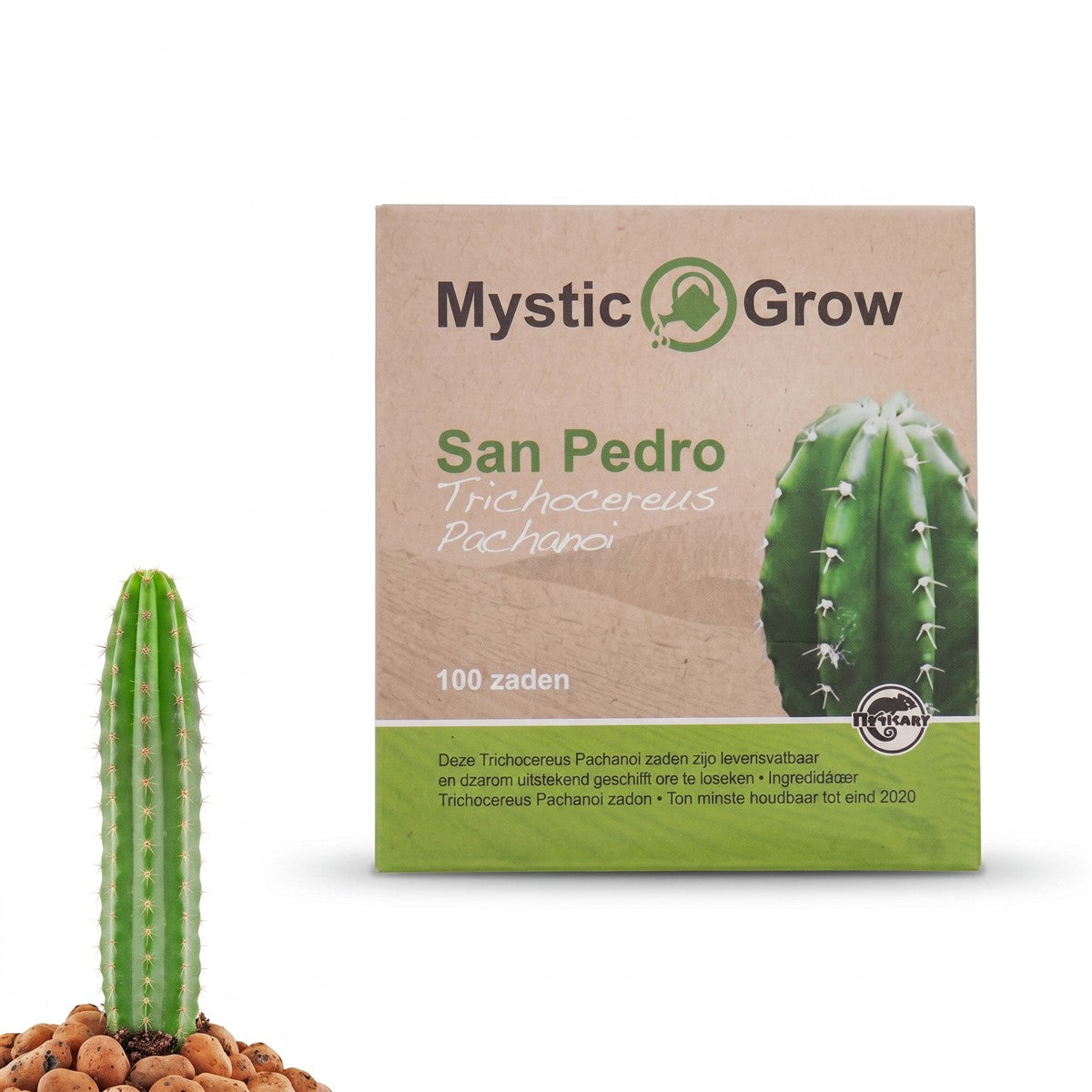 San Pedro-Samen (Trichocereus Pachanoi)