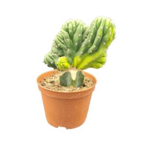 San Pedro Cristate Lime small - Trichocereus Pachanoi