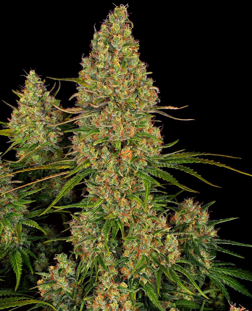 Sensi Seeds - Sticky Orange XXL Automatic - 3 Samen