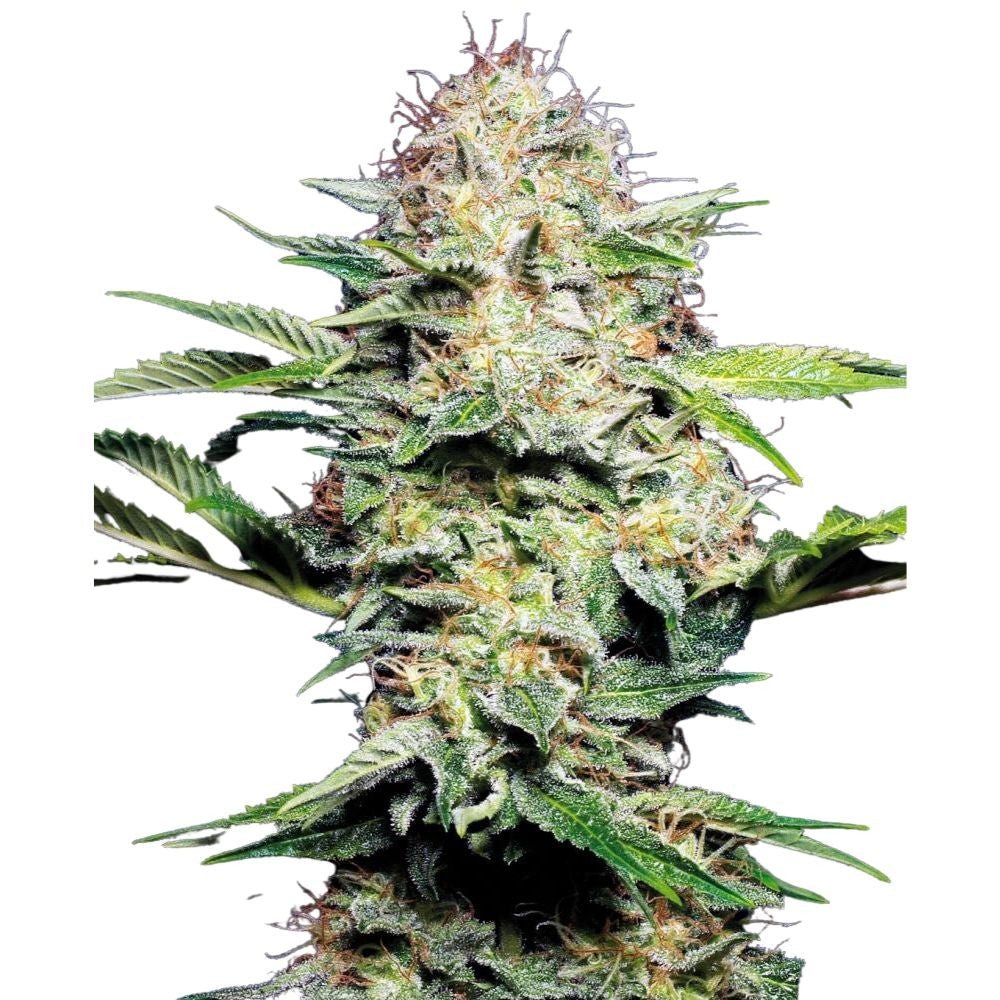 Sensi Seeds - Sensi Skunk Automatic - 3 Samen
