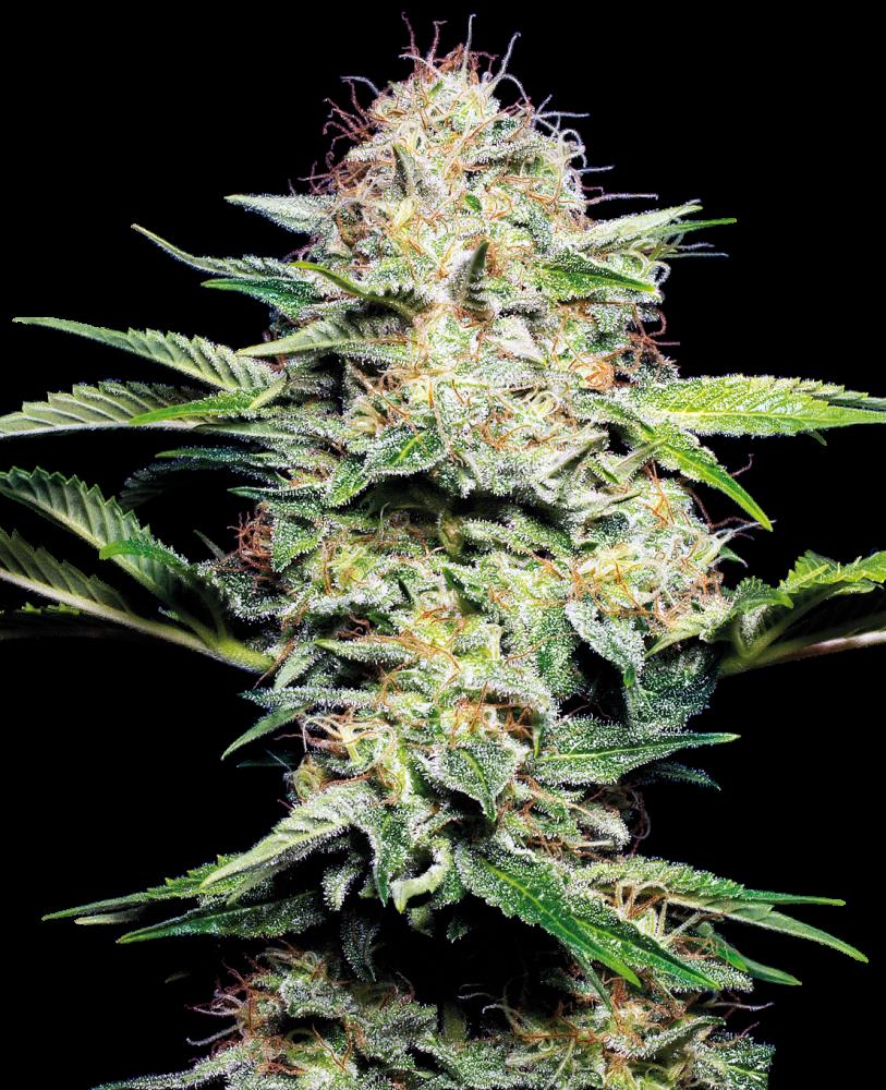 Sensi Seeds - Sensi Skunk Automatic - 3 Samen