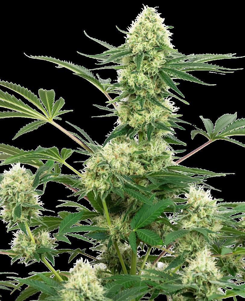 Sensi Seeds - Wedding Cheesecake Feminized Seeds - 3 Samen