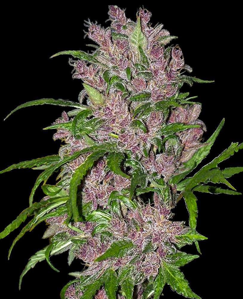 Sensi Seeds - Purple Bud Automatic - 3 Samen