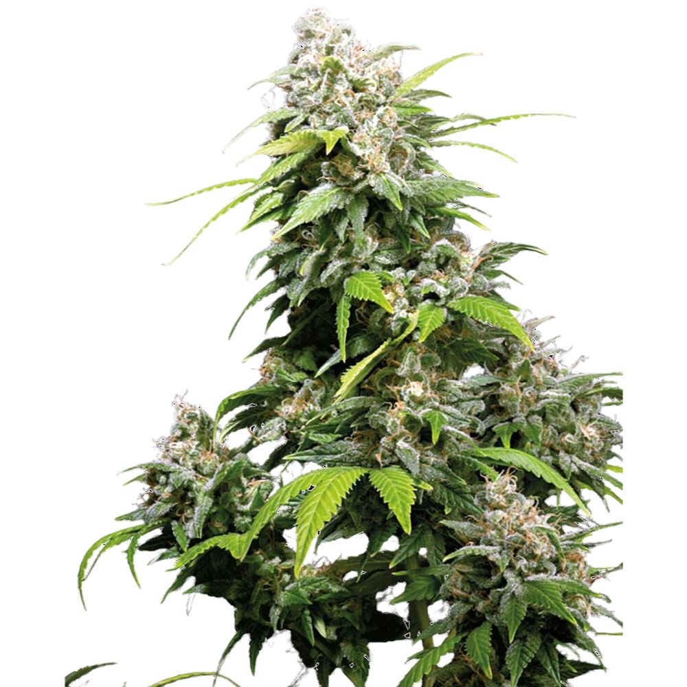 Sensi Seeds Hanfsamen California Indica® Feminisiert, 3 Stk