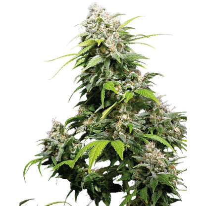 Sensi Seeds Hanfsamen California Indica® Feminisiert, 3 Stk