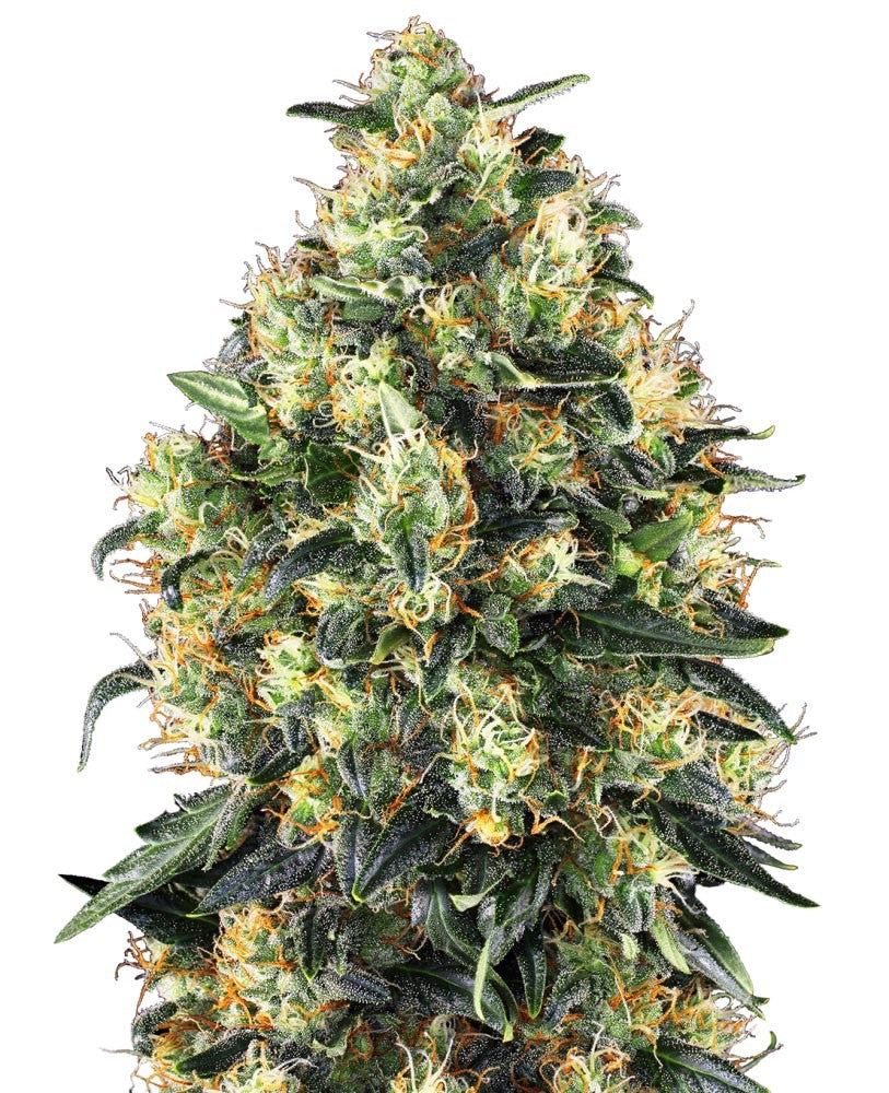 Sensi Seeds Hanfsamen Super Skunk Automatic® Feminisiert, 3 Stk