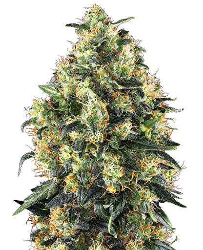 Sensi Seeds Hanfsamen Super Skunk Automatic® Feminisiert, 3 Stk