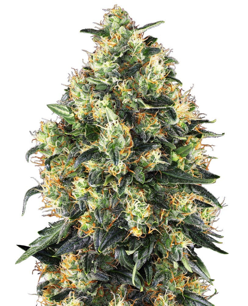 Sensi Seeds Hanfsamen Super Skunk Automatic® Feminisiert, 3 Stk