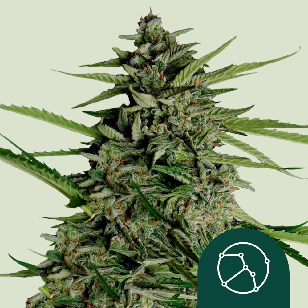 Royal Queen Seeds Hanfsamen Orion F1 Auto - 1 Samen