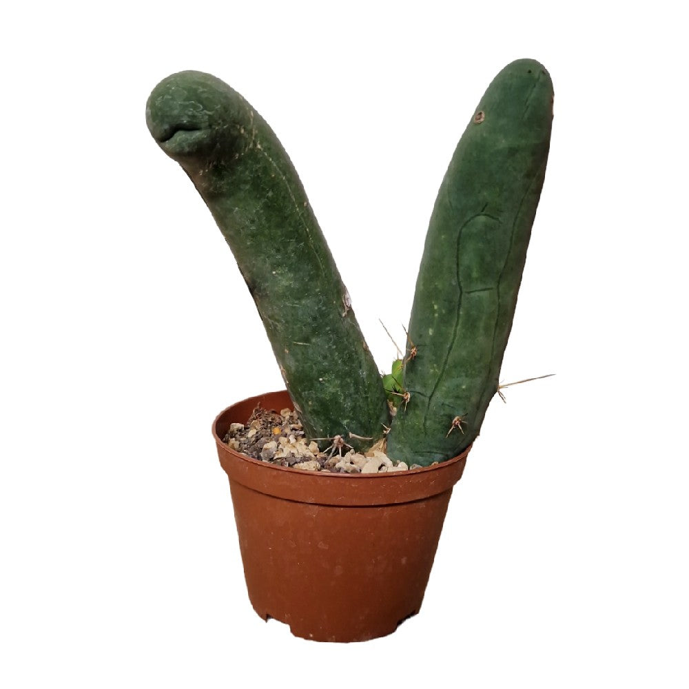 Trichocereus bridgesii Monstrose Kaktus im Topf