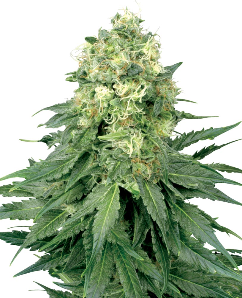 Sensi Seeds - White Widow - 3 Samen