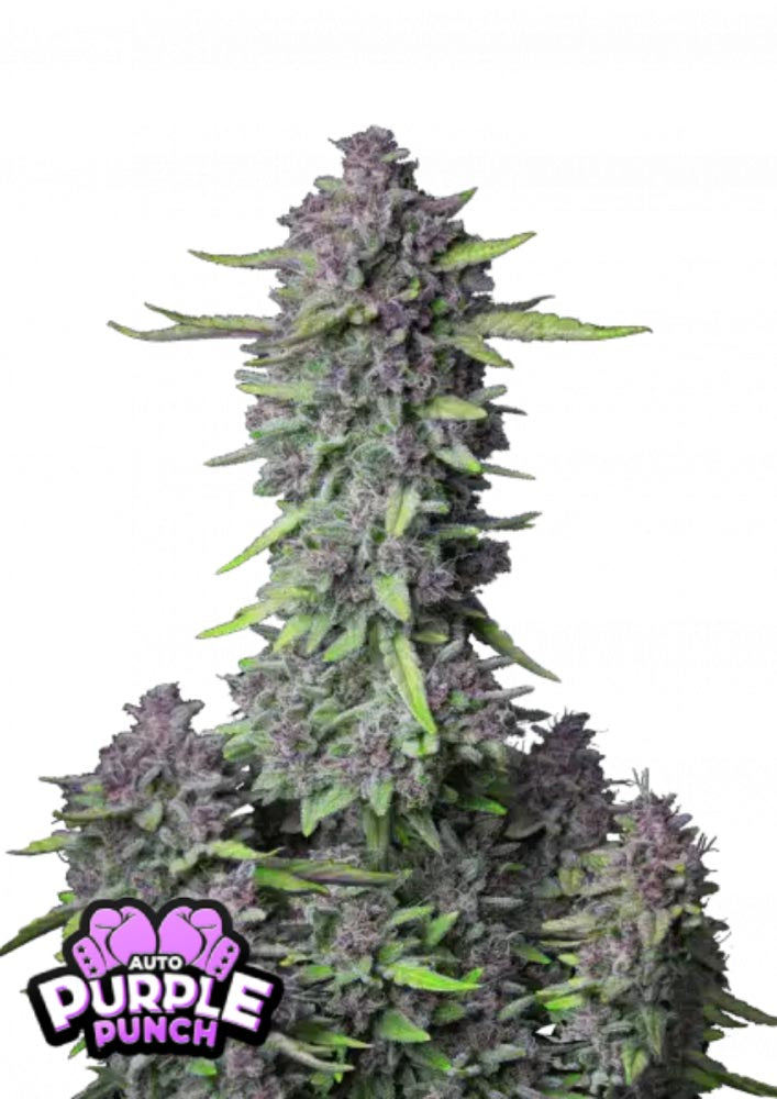 Fast Buds - Purple Punch Auto 1 Samen