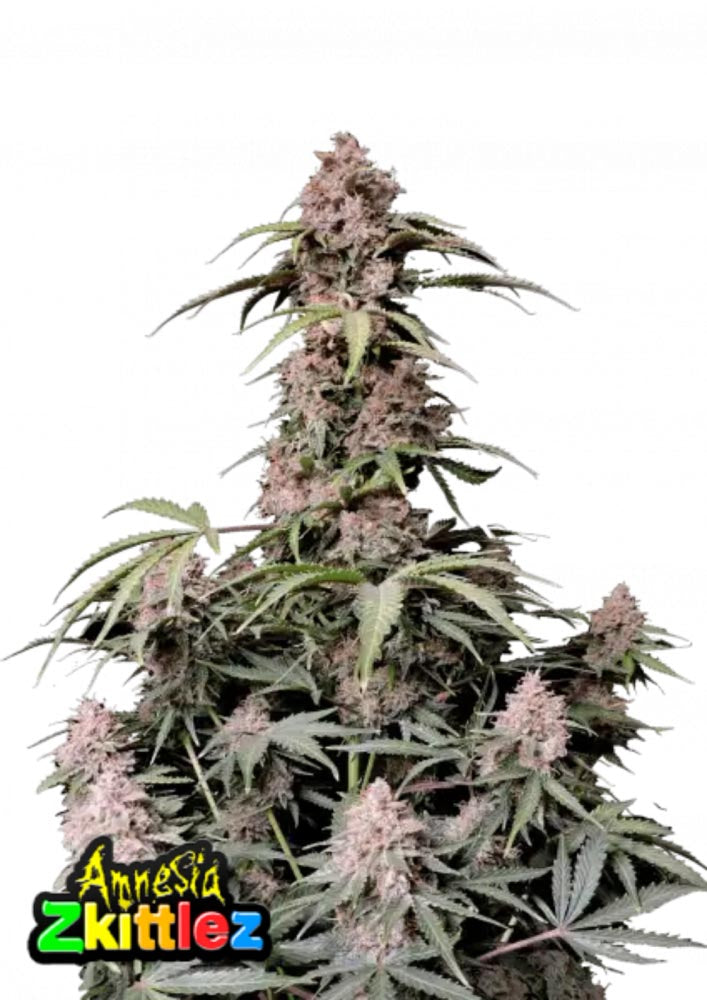 Fast Buds - Amnesia Zkittlez Auto 3 Samen