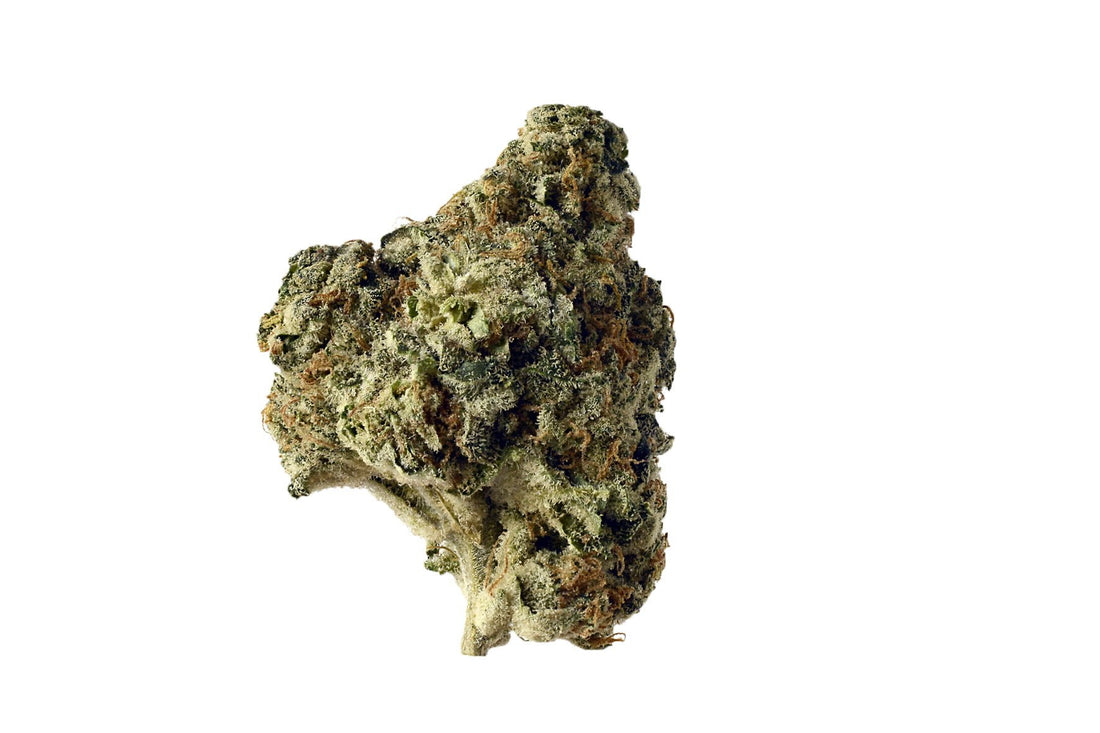 Amsterdam Genetics - AK Choco Kush (5 seeds pack)
