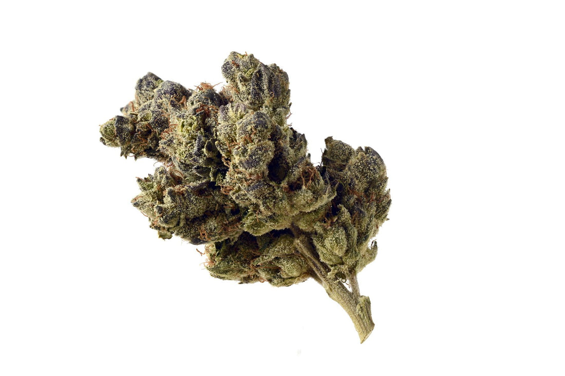 Amsterdam Genetics - Blue Magic (5 seeds pack)