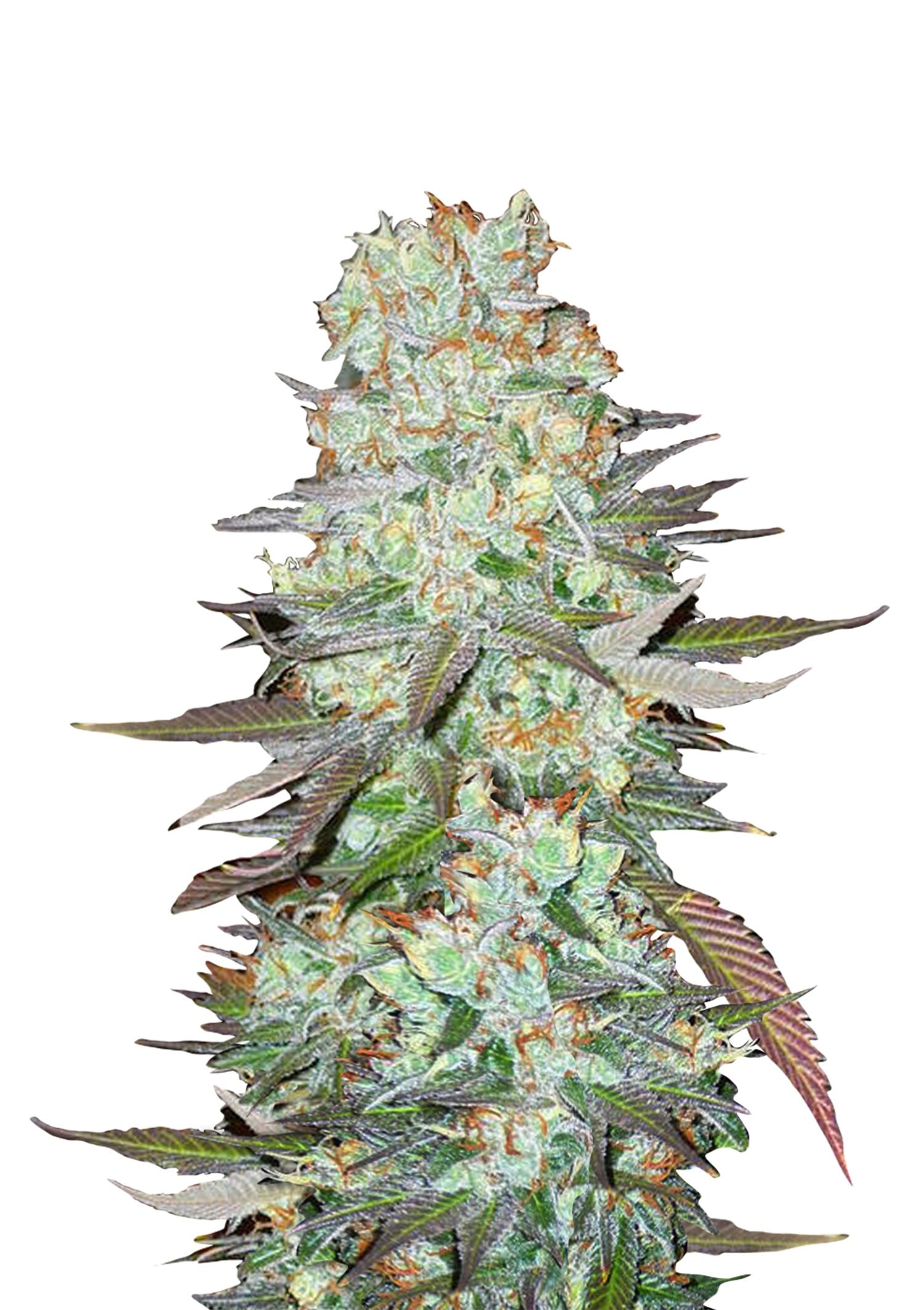 Fast Buds - G14 Automatic (3seeds/pack)