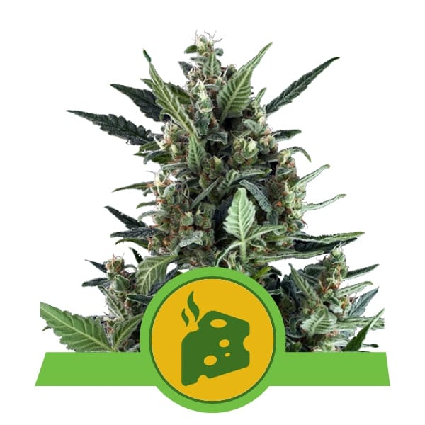Royal Queen Seeds Samen Blue Cheese Auto (3 Samen)