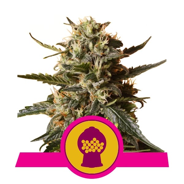 Royal Queen Seeds Samen Bubblegum XL feminisiert (3 Samen)