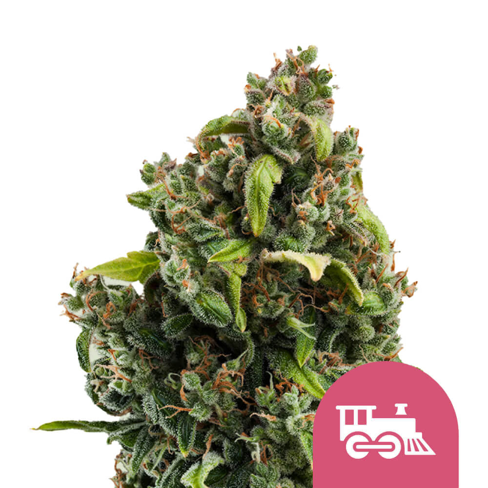 Royal Queen Seeds Samen Candy Kush Express - Fast feminisiert (5 Samen)