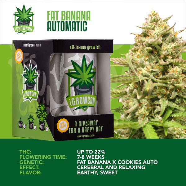 Royal Queen Seeds Fat Banana I GrowCan Growing Kit