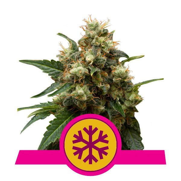 Royal Queen Seeds Samen Ice feminisiert (3 Samen)