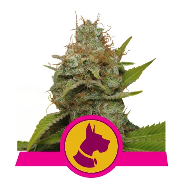 Royal Queen Seeds Samen Kali Dog feminisiert (3 Samen)