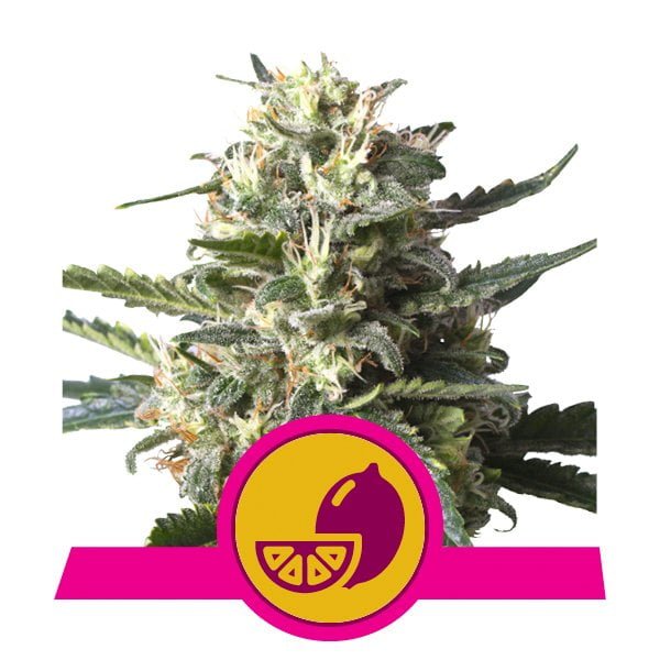 Royal Queen Seeds Samen Lemon Shining Silver Haze feminisiert (3 Samen)