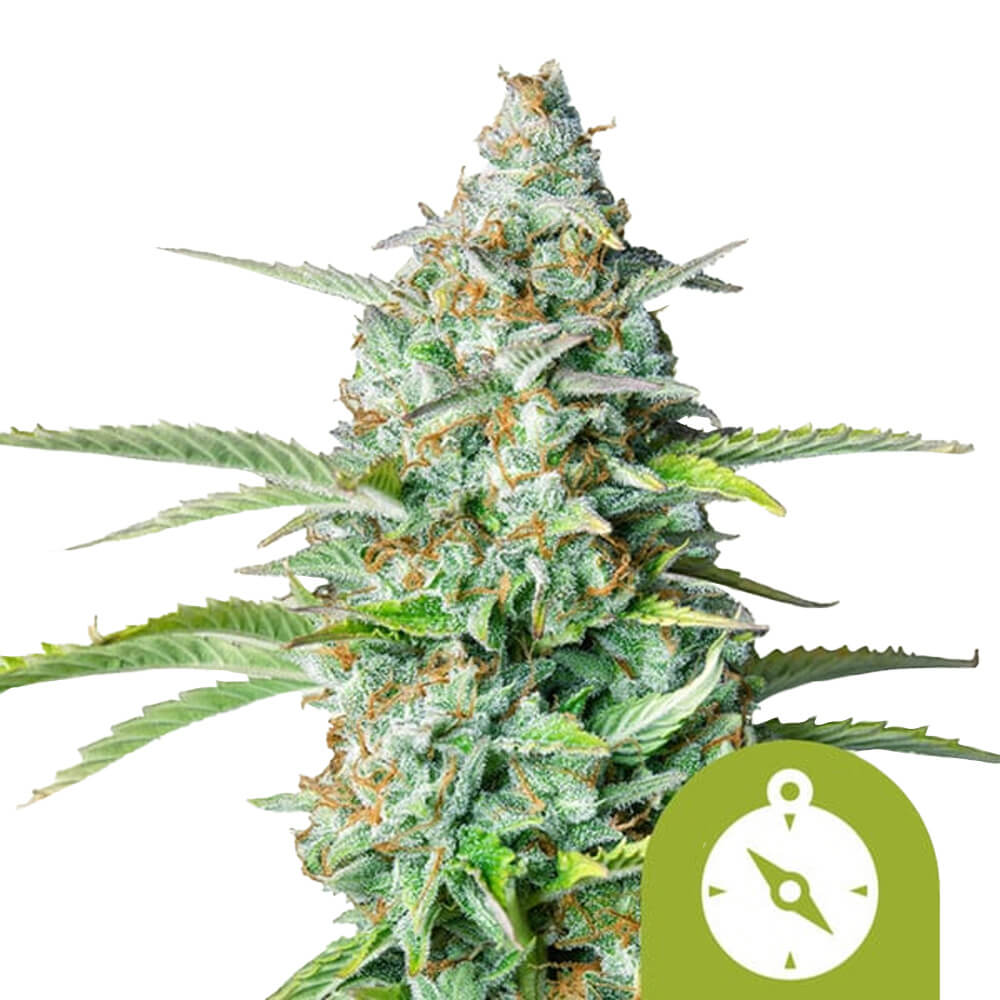 Royal Queen Seeds Samen Northern Light Auto (3 Samen)