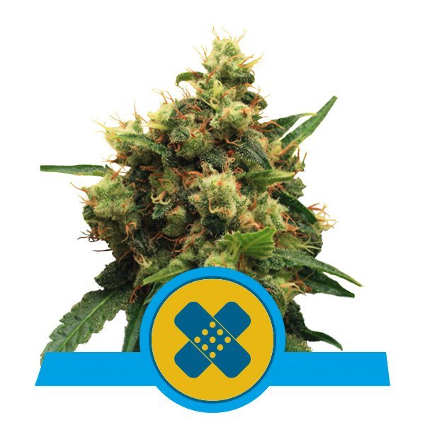 Royal Queen Seeds Samen CBD Painkiller XL feminisiert (3 Samen)