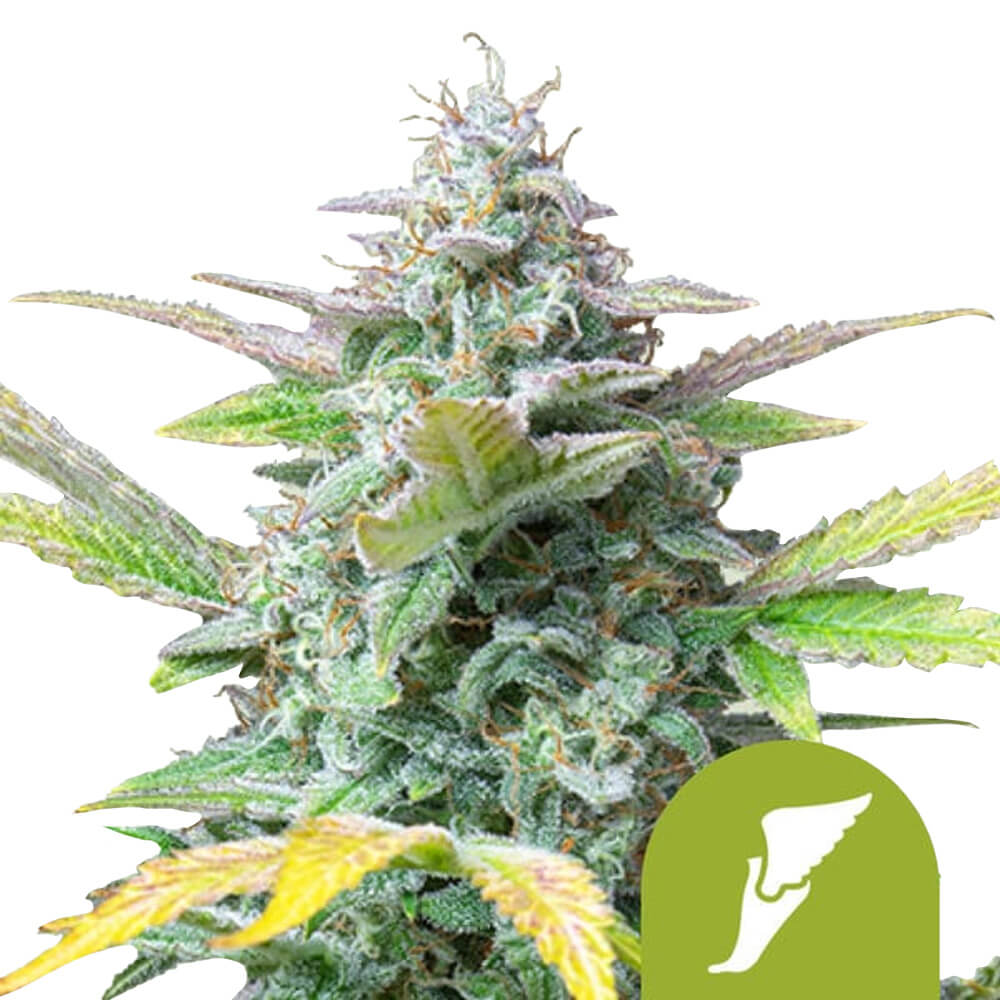 Royal Queen Seeds Samen Quick One Auto (3 Samen)
