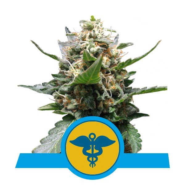 Royal Queen Seeds Samen CBD Royal Medic feminisiert (3 Samen)